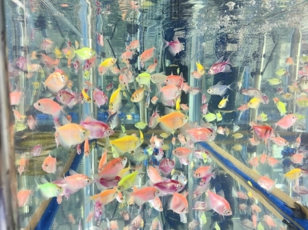 Akvarium balıqları
