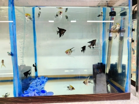 Akvarium balıqları
