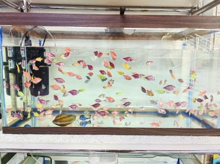 Akvarium balıqları