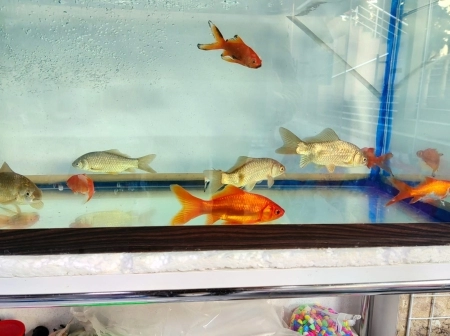 Akvarium balıqları