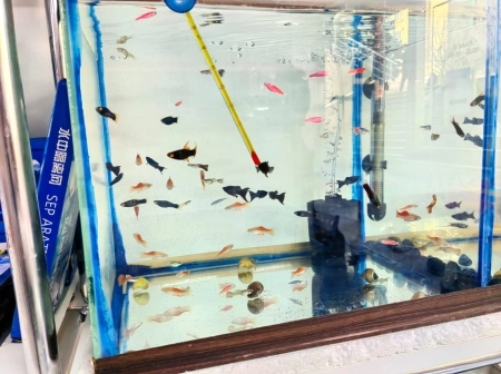 Akvarium balıqları