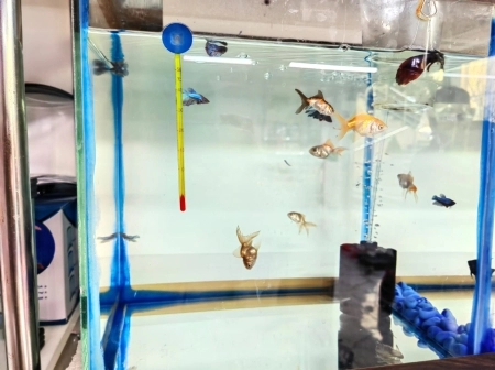 Akvarium balıqları