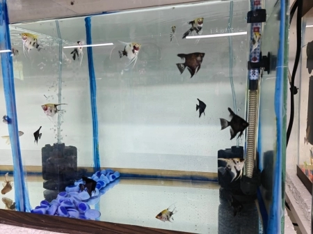 Akvarium balıqları