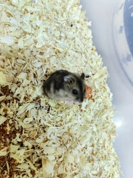 Hamster