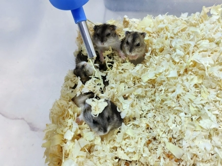 Hamster