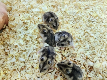 Hamster