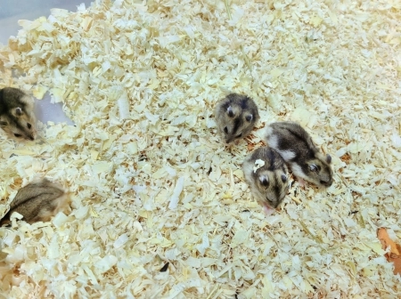 Hamster
