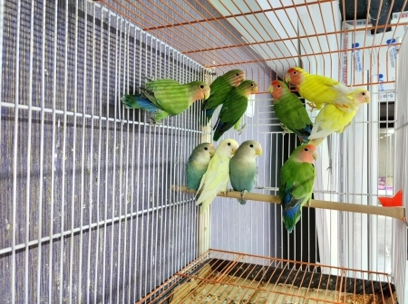 Tutuquşu