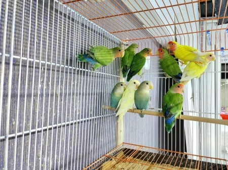 Tutuquşu