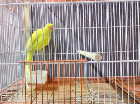 Tutuquşu