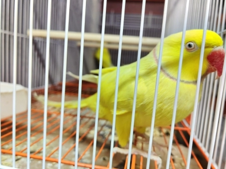 Tutuquşu