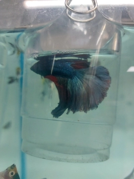 Balıq