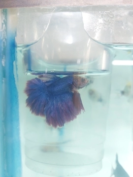 Balıq
