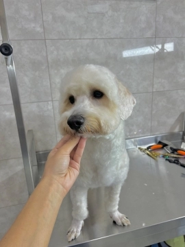 Grooming xidmeti