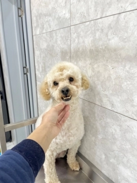 Grooming xidmeti