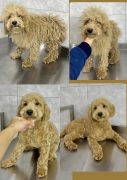 Grooming xidmeti