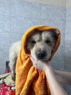 Grooming xidmeti