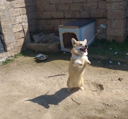 Korqi