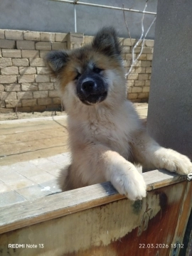 Akita-inu