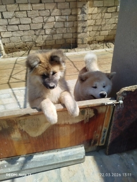 Akita-inu