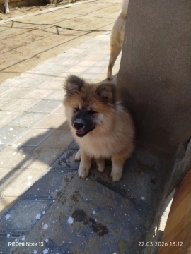 Akita-inu