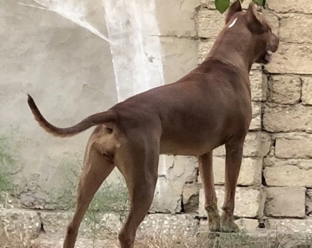 Pitbul Rednose