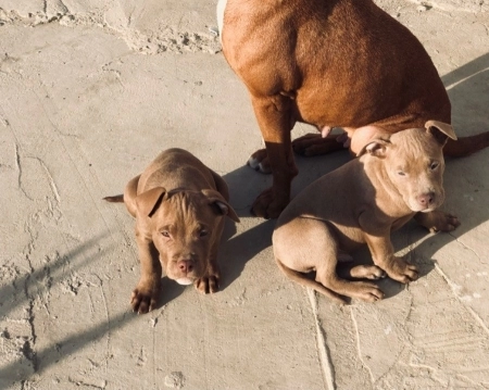 Pitbul Rednose