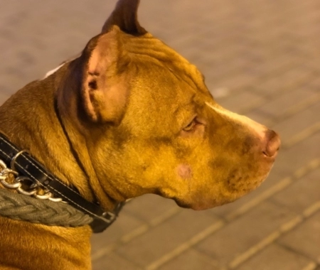 Pitbul Rednose