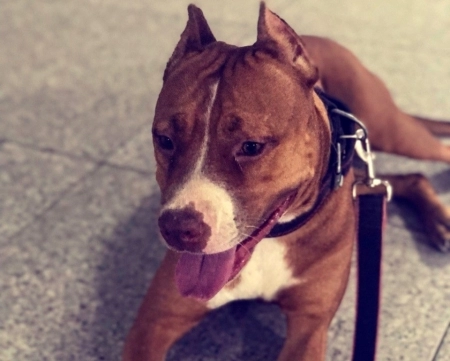 Pitbul Rednose