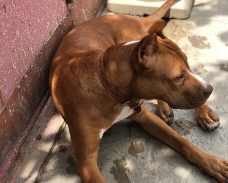 Pitbul Rednose