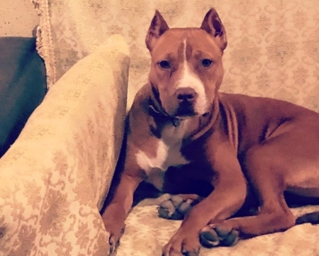 Pitbul Rednose