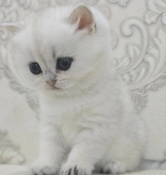 Silver şinşilla 