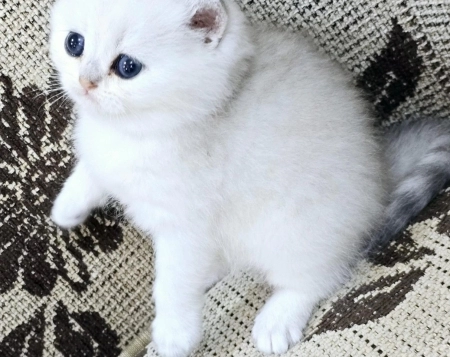 Silver şinşilla 
