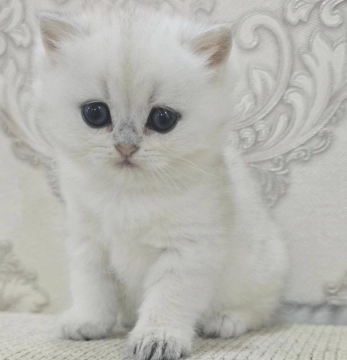 Silver şinşilla 