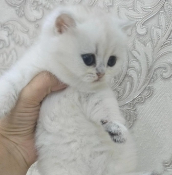 Silver şinşilla 