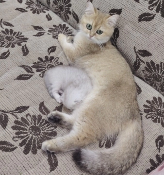 Silver şinşilla 