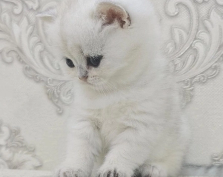 Silver şinşilla 