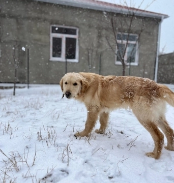 Qızılı retriver
