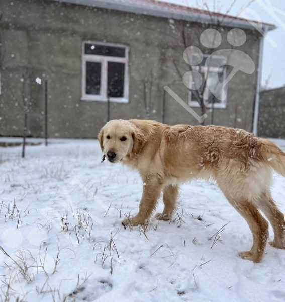 Qızılı retriver