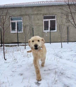 Qızılı retriver