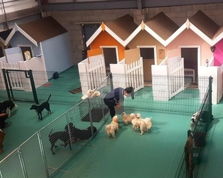 It ve pişiklər üçün otel xidmətləri