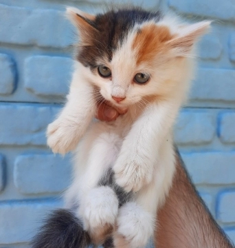 Ağ rəngli pişik balası