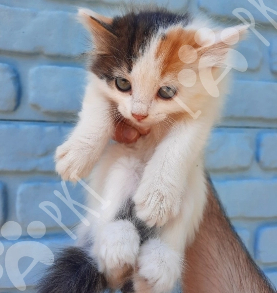 Ağ rəngli pişik balası
