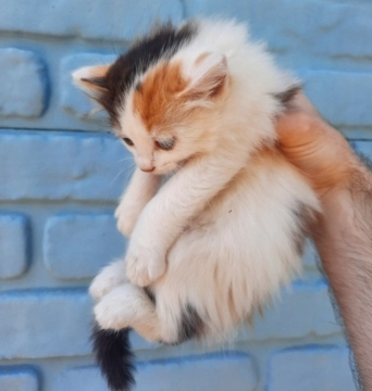 Ağ rəngli pişik balası