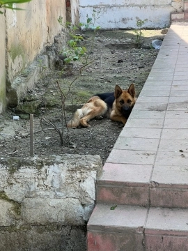 Alman ovçarkası