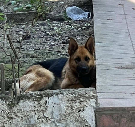 Alman ovçarkası