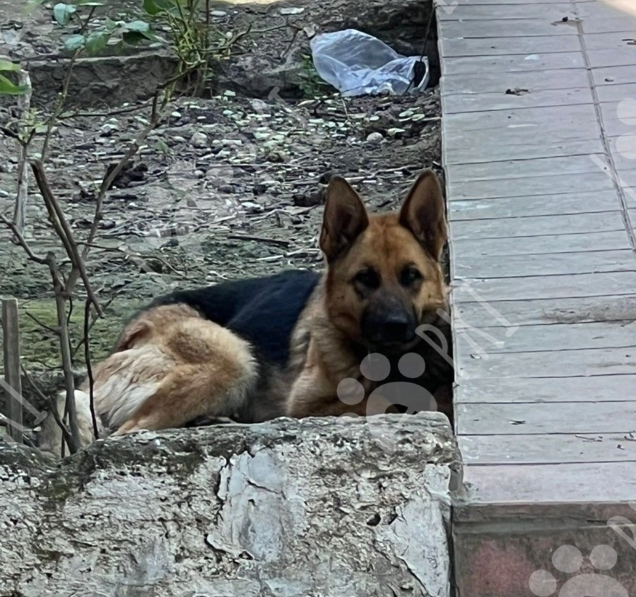 Alman ovçarkası