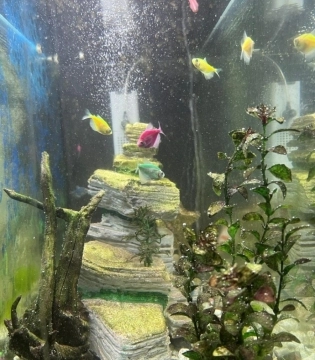 Akvarium
