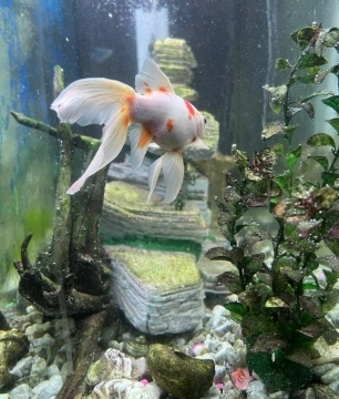 Akvarium