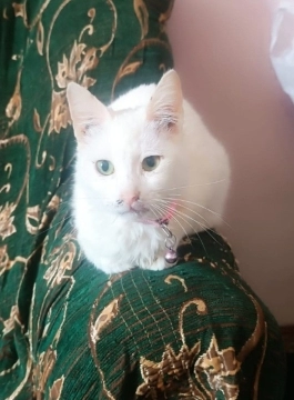 Türk anqorı